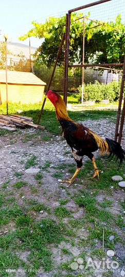 Бойцовые петухи о шамо