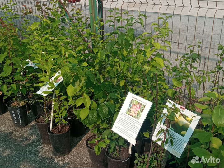 Саженцы плодовых деревьев и кустарников