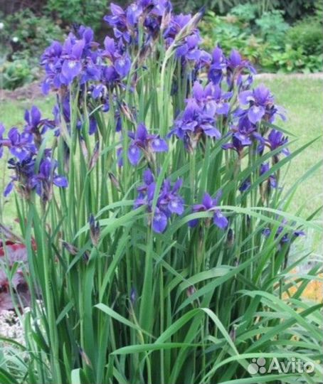 Ирис чернильный,синий,лиловый,сибир,болотный