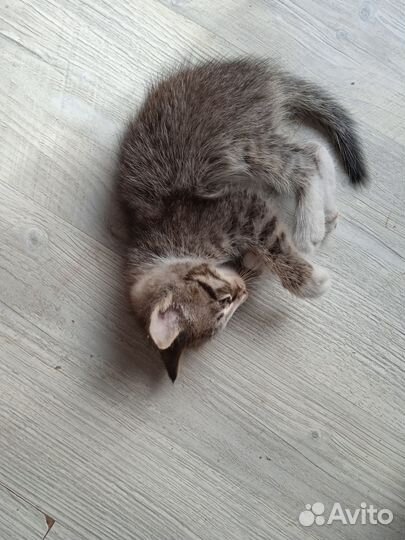 Котенок бесплатно