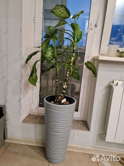 Диффенбахия