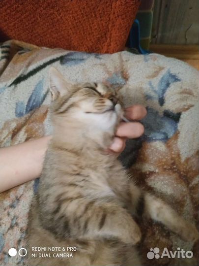 Котенок породистый