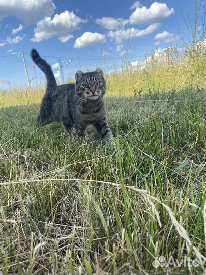 Красивый котик ищет дом