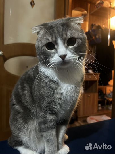 Кот для вязки