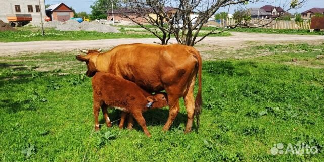 Корова, нетель, телка