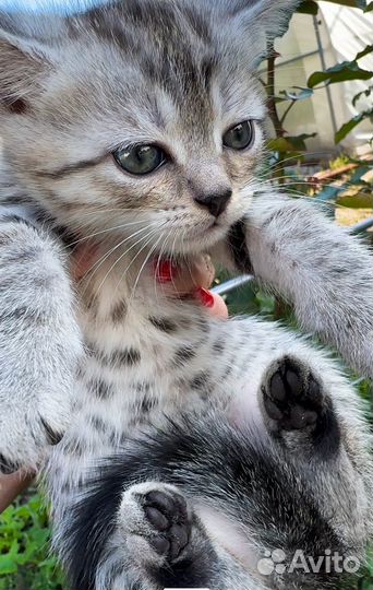 Котята в добрые руки бесплатно