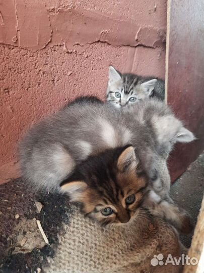 Котята в добрые руки