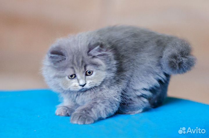 Британский Длинношерстный котенок Эдвард