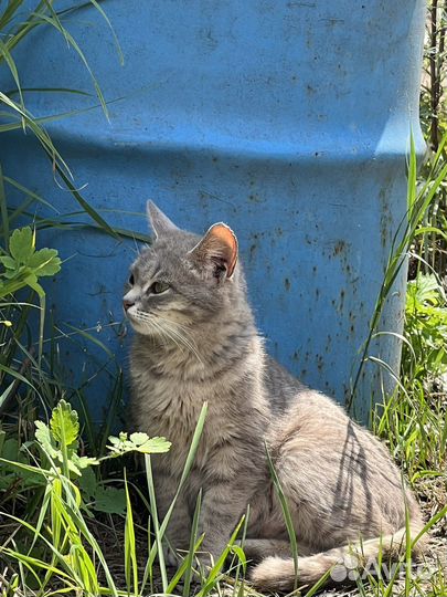 Кошечка