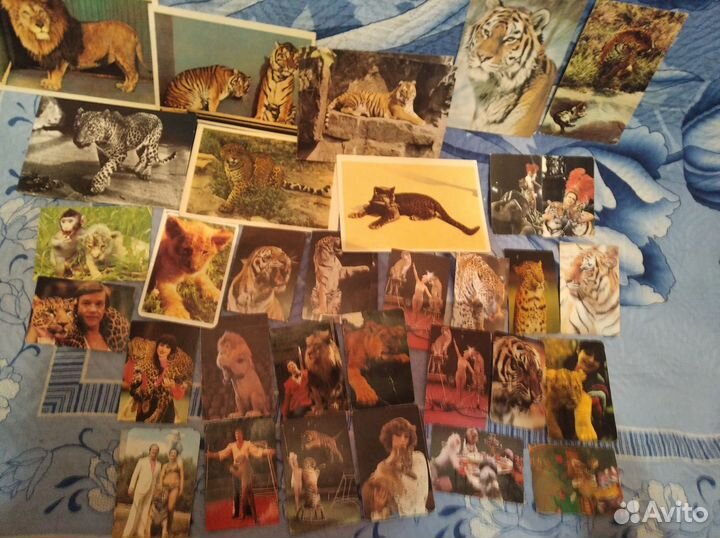 Кошачьи,Буратино,малютки