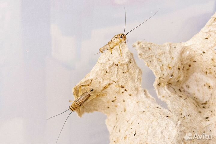 Сверчки кормовые