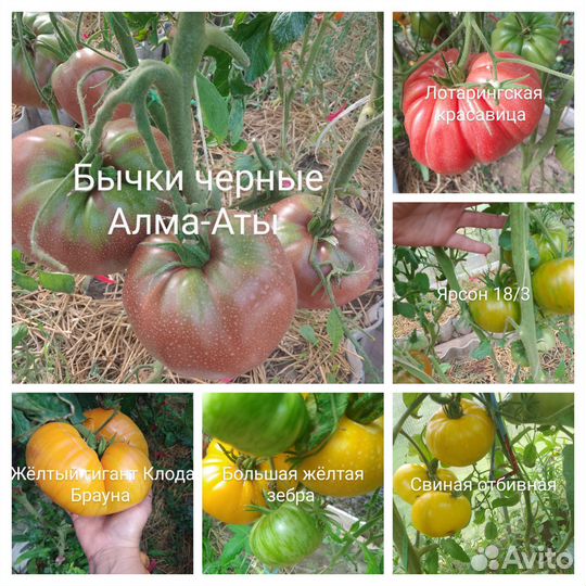 Семена помидор, томатов