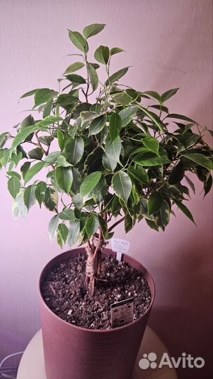 Фикус Бенджамина Кинки