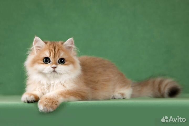 Британские длинношёрстные шиншиллы