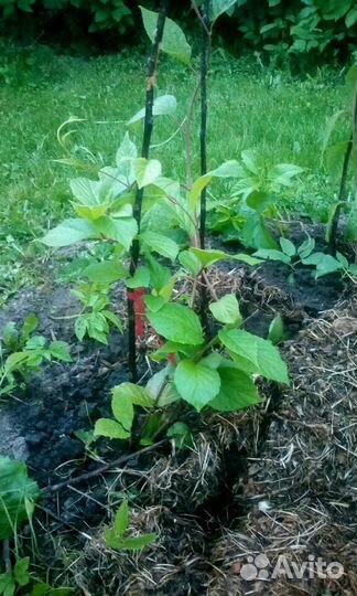 Лимонник китайский