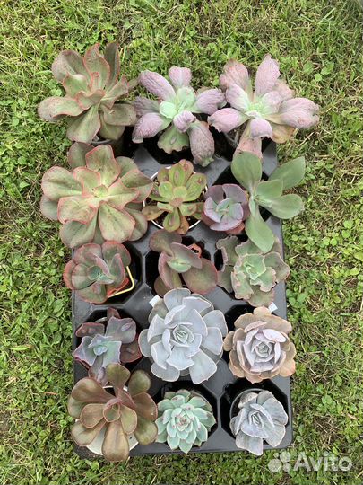 Суккуленты эхеверии