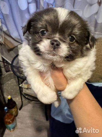 Щенки чихуахуа