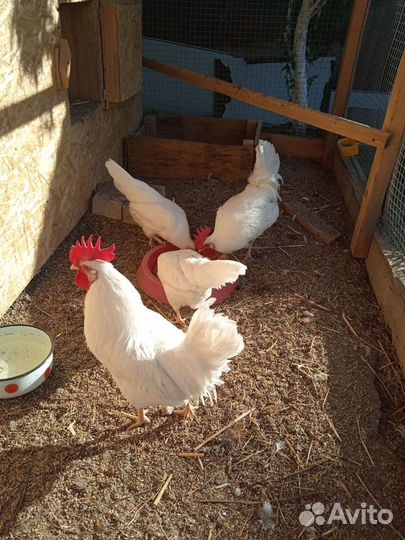 Инкубационное яйцо Леггорн В-33