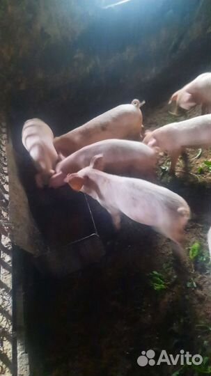 Поросята