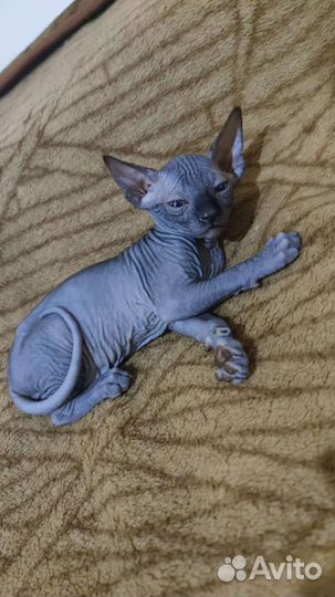 Канадский сфинкс котенок мальчики