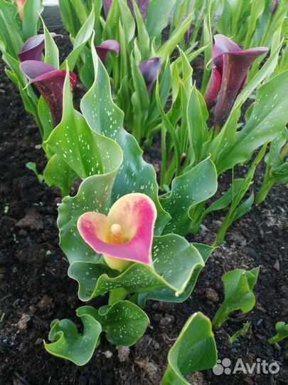 Калла клубни. Цвета: фиолетовый, оранжевый