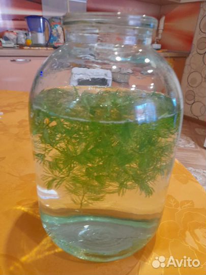 Рогалистник для аквариума