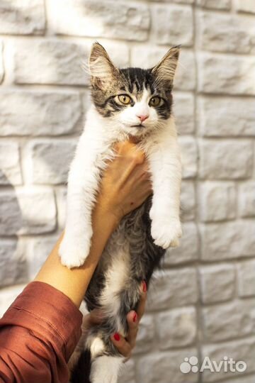 Котенок
