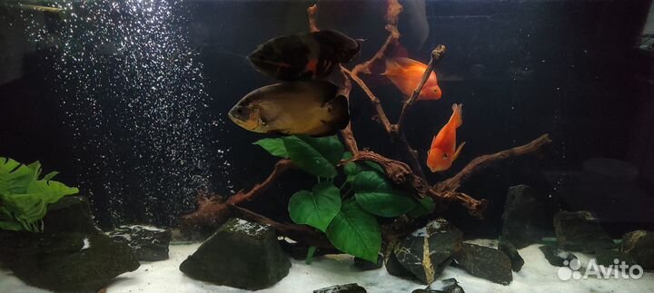 Красные попугаи, номерные сомы