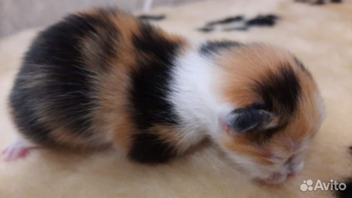 Котята от породистой кошки