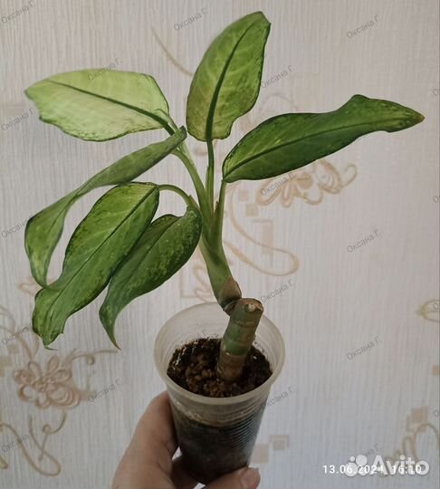 Диффенбахии