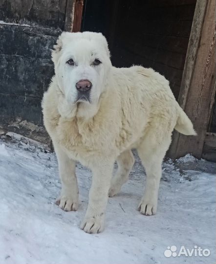 Щенок алабая