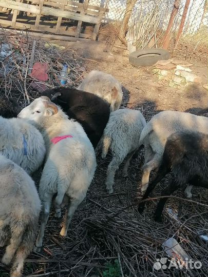 Овцы, бараны