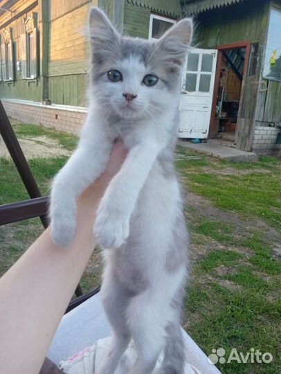 Остался 1 мальчик