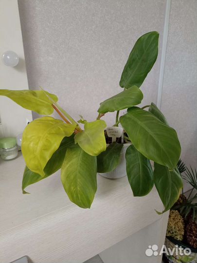 Спатифиллум