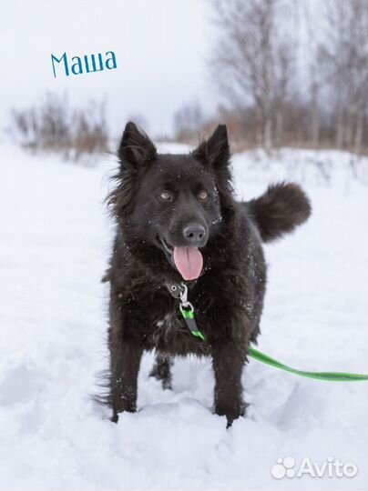 Черные собаки из приюта(много)