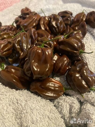 Перец Хабанеро шоколадный плод с семенами 1 шт