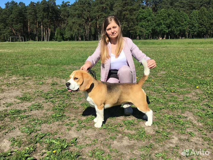 Щенки бигль с документами