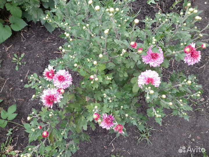 Хризантема