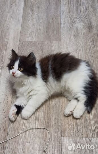 Котята отдам в добрые руки бесплатно