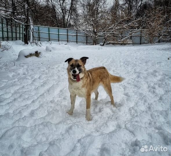 Батошка ищет дом