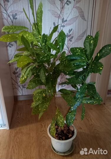 Домашние растения кротон