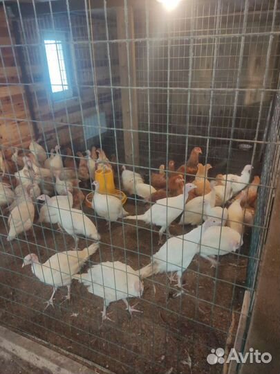 Индюки, Цесарки