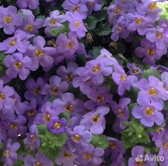 Вегетативная бакопа