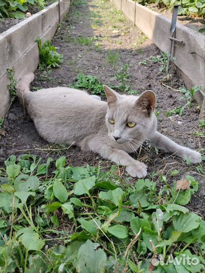 Ласковый котик