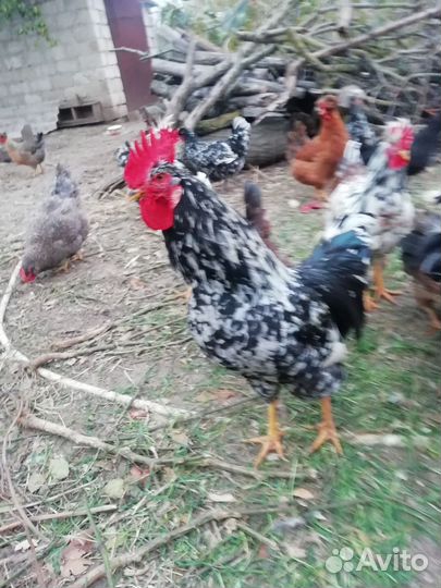 Молодые петухи
