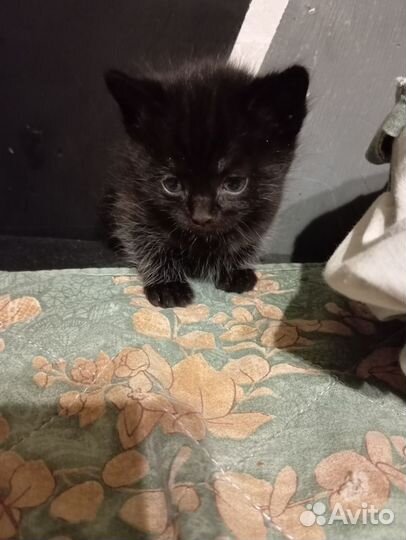 Котят