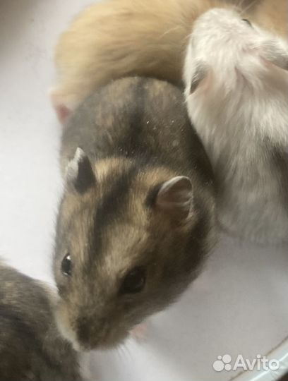 Джунгарские хомячки с клеткой