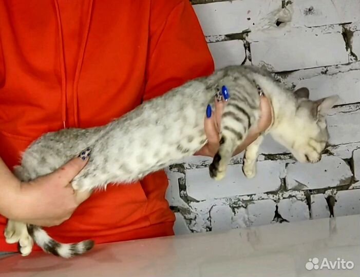 Манчкин коротколапый
