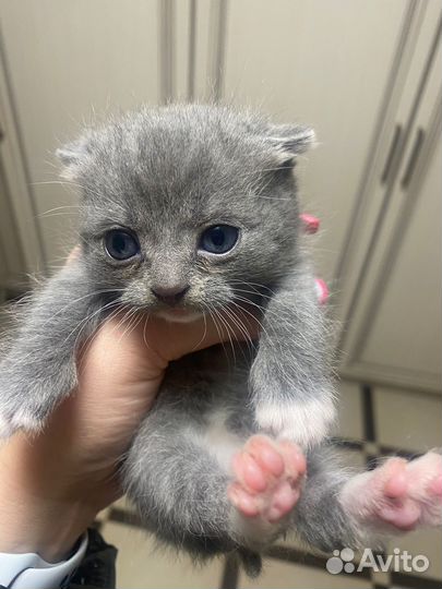 Шотландские котята
