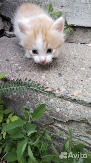 Котята в добрые руки, мальчики